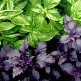 Bosiljak uz šta posaditi